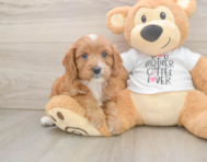 8 week old Cavapoo Puppy For Sale - Lone Star Pups