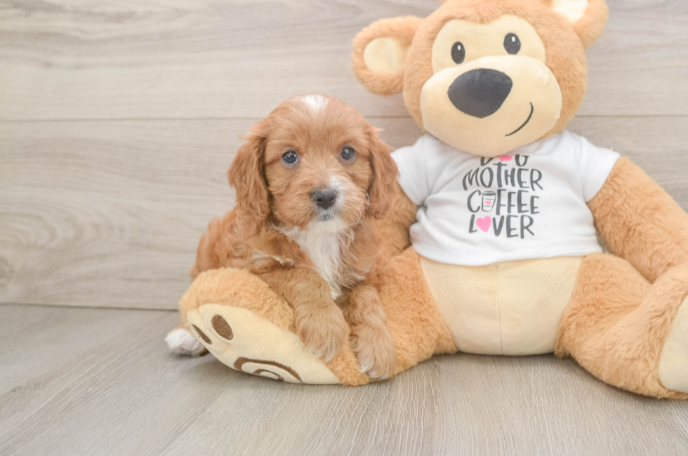 6 week old Cavapoo Puppy For Sale - Lone Star Pups