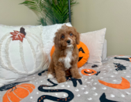 10 week old Cavapoo Puppy For Sale - Lone Star Pups