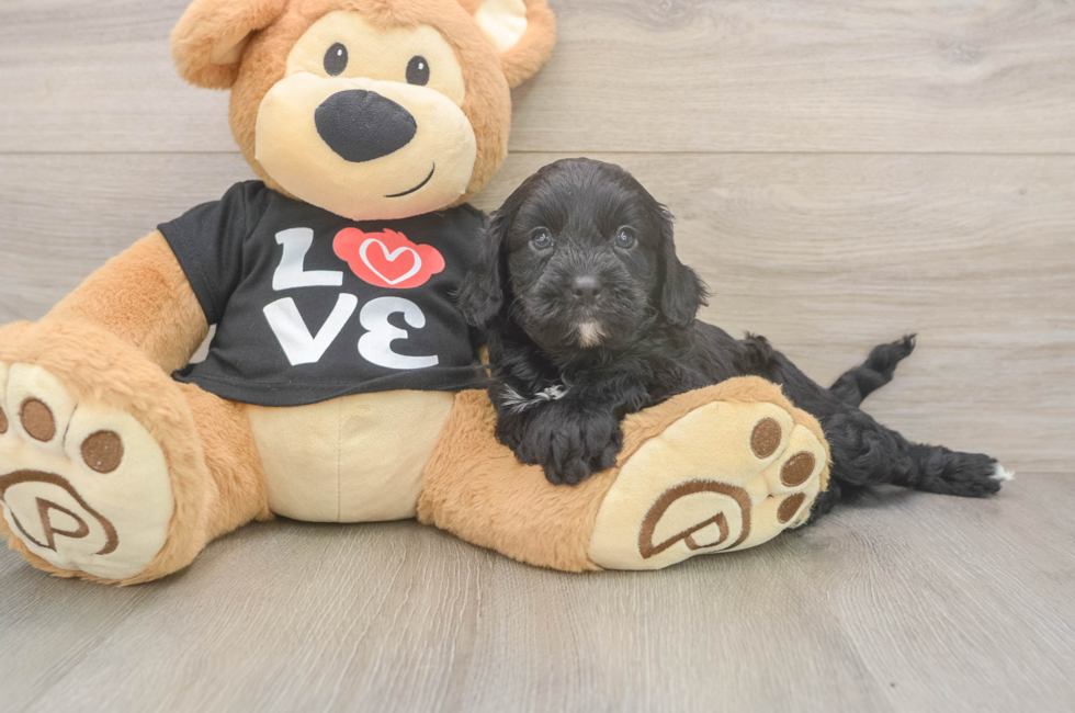5 week old Cavapoo Puppy For Sale - Lone Star Pups