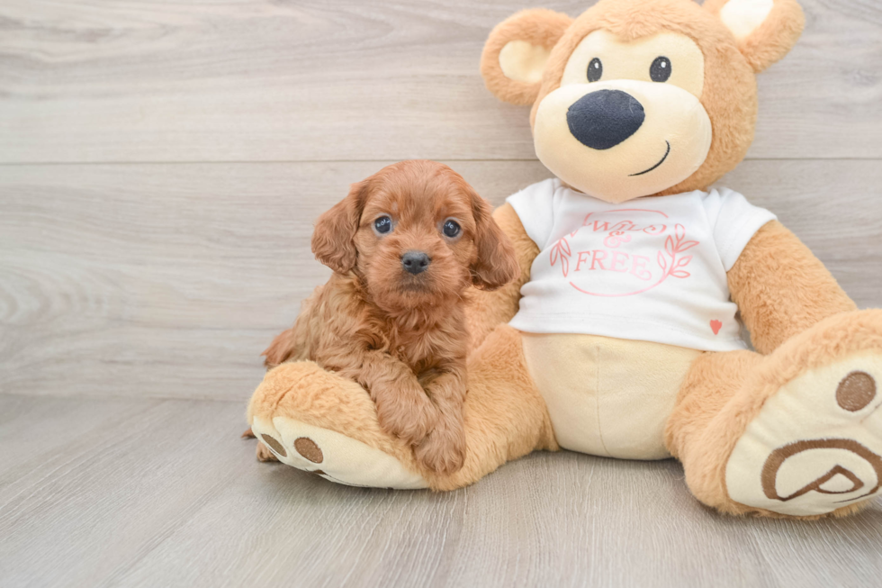 Smart Cavapoo Poodle Mix Pup