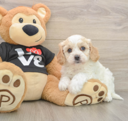 8 week old Cavapoo Puppy For Sale - Lone Star Pups