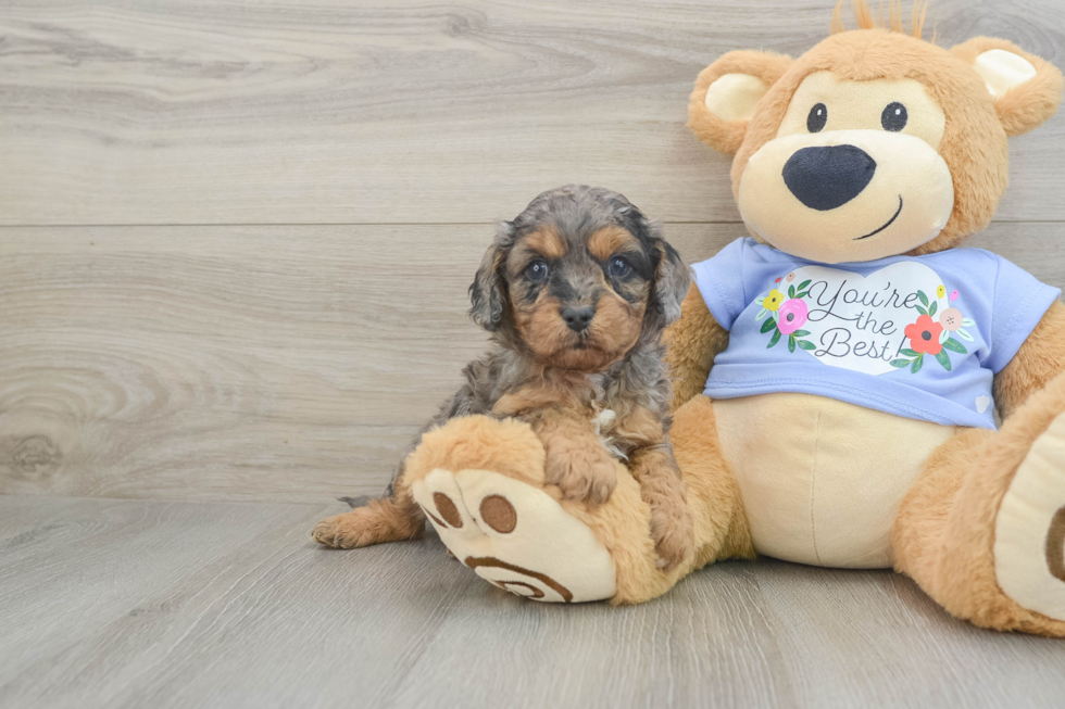 Playful Cavapoodle Poodle Mix Puppy