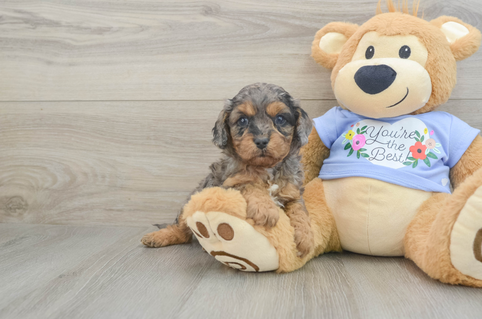 6 week old Cavapoo Puppy For Sale - Lone Star Pups