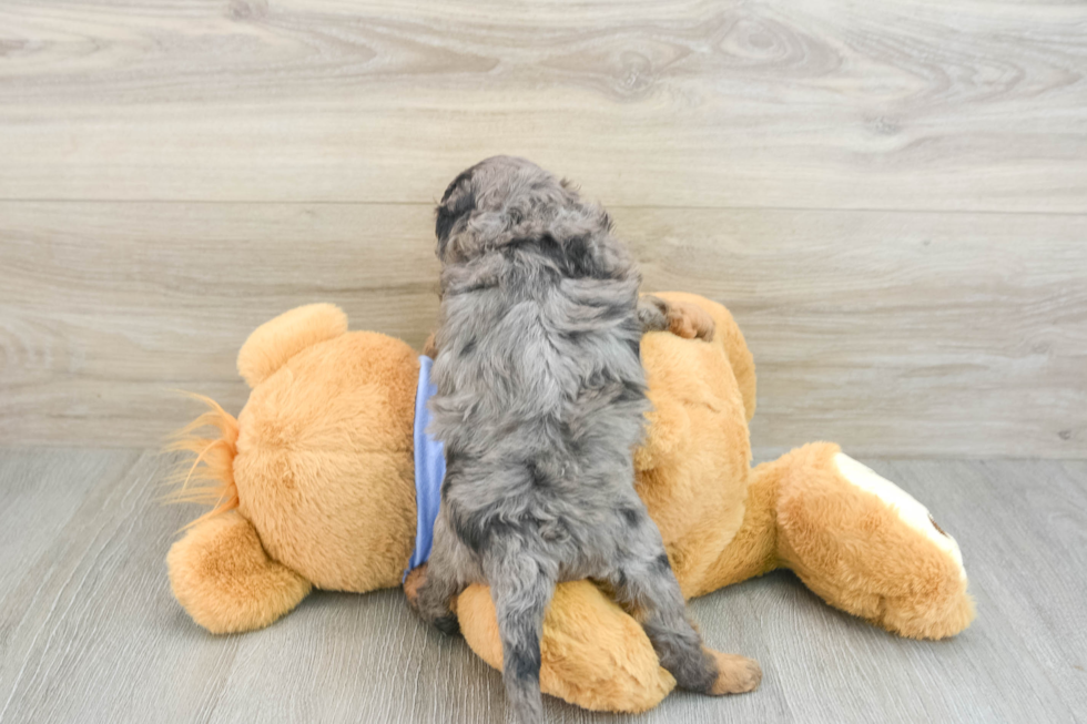 Friendly Cavapoo Baby