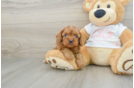 Cavapoo Pup Being Cute