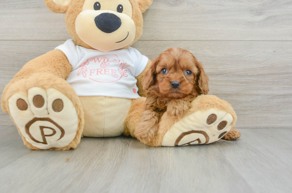 5 week old Cavapoo Puppy For Sale - Lone Star Pups