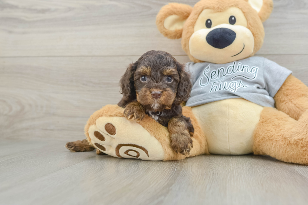 Best Cavapoo Baby