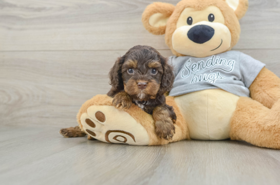 Best Cavapoo Baby