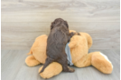 Cavapoo Pup Being Cute