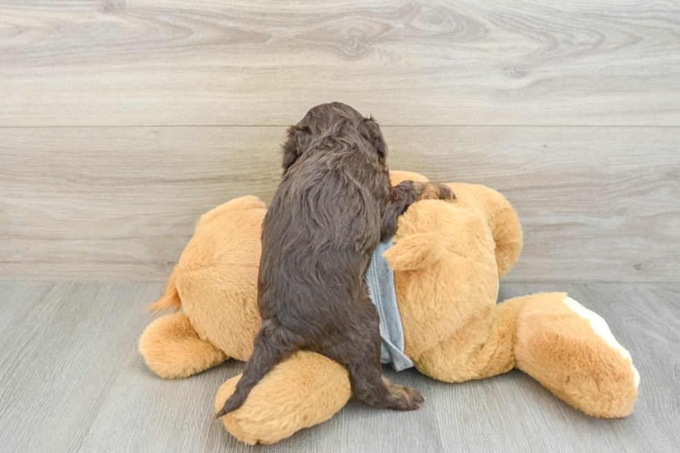 Cavapoo Pup Being Cute