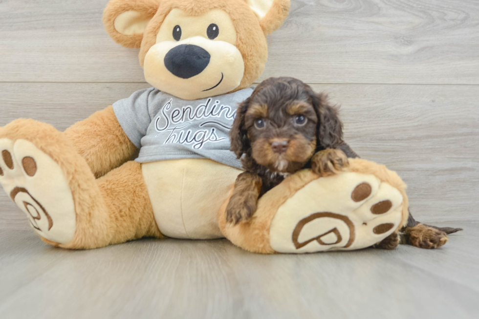 Cavapoo Pup Being Cute