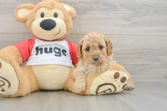Best Cavapoo Baby