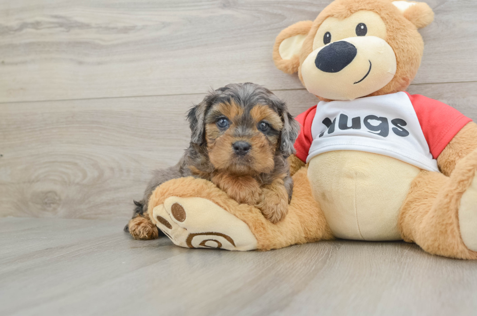 6 week old Cavapoo Puppy For Sale - Lone Star Pups