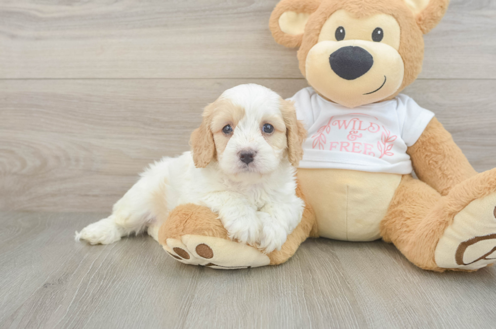 5 week old Cavapoo Puppy For Sale - Lone Star Pups