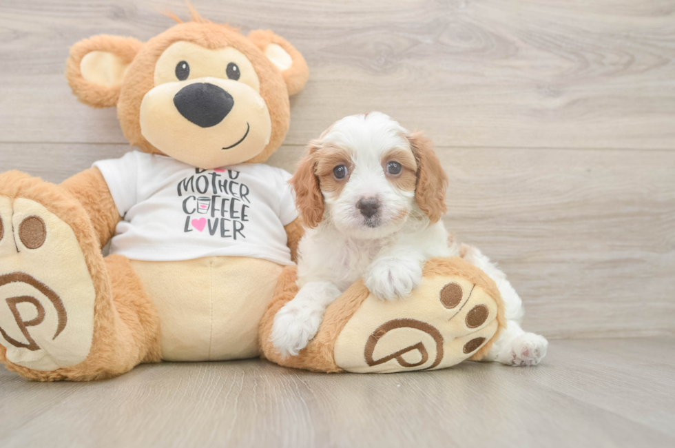 6 week old Cavapoo Puppy For Sale - Lone Star Pups