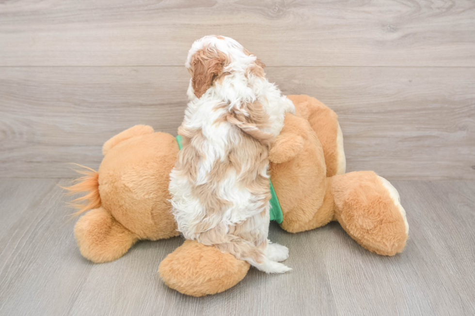Fluffy Cavapoo Poodle Mix Pup