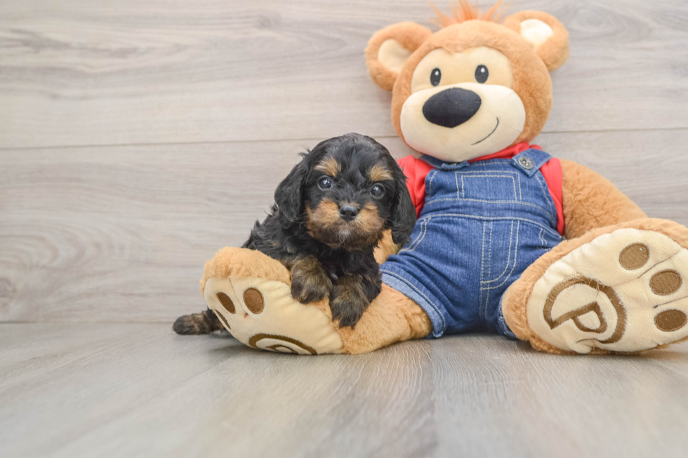 Funny Cavapoo Poodle Mix Pup