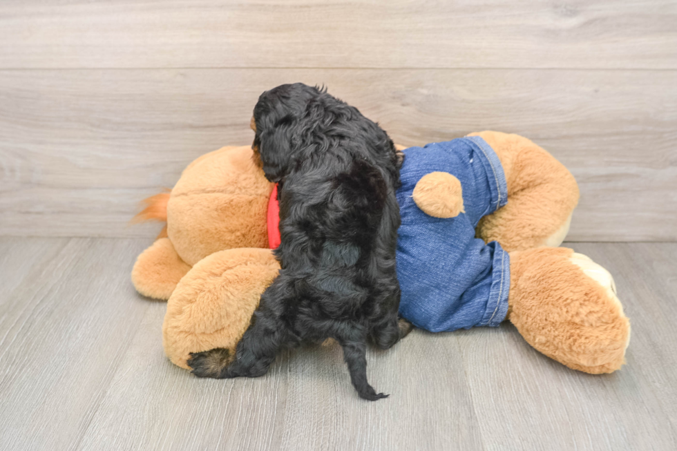 Happy Cavapoo Baby
