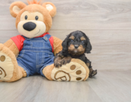 9 week old Cavapoo Puppy For Sale - Lone Star Pups