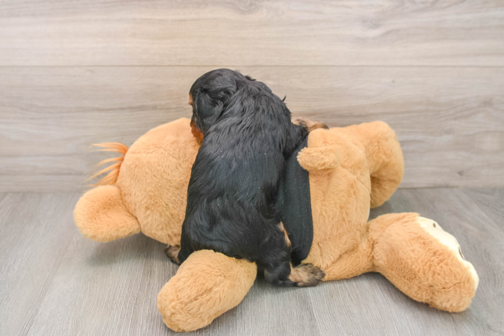 Cavapoo Pup Being Cute