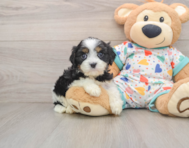 7 week old Cavapoo Puppy For Sale - Lone Star Pups