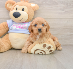 9 week old Cavapoo Puppy For Sale - Lone Star Pups