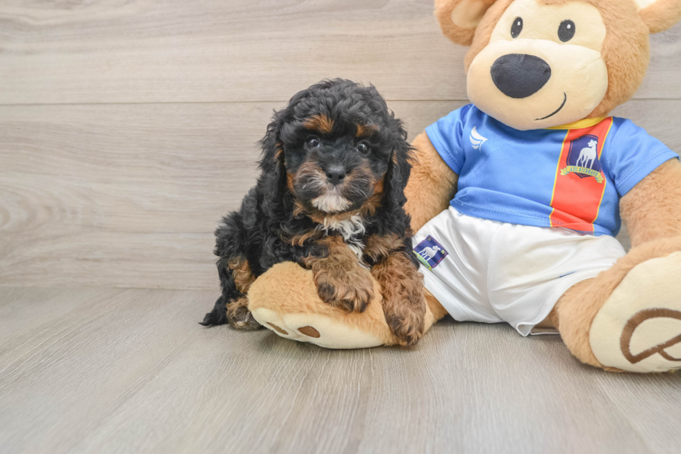 Cavapoo Puppy for Adoption