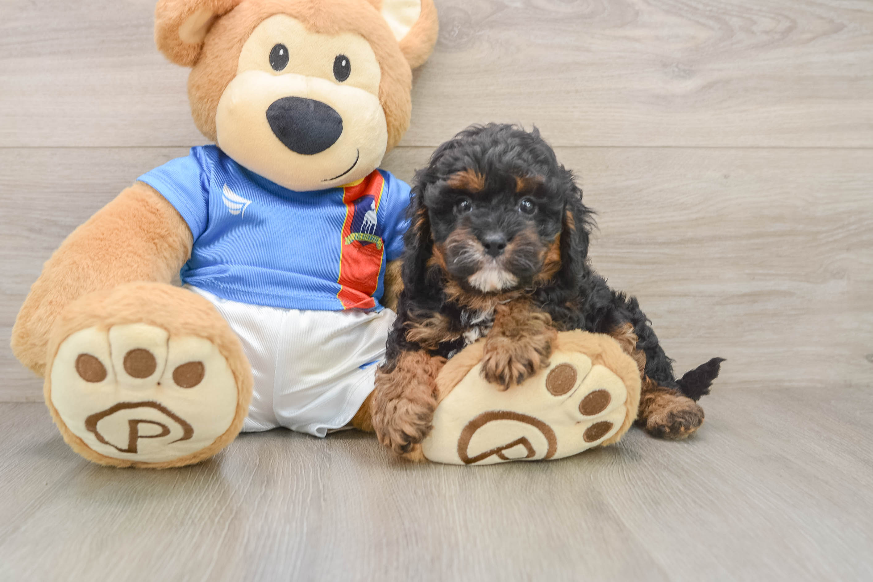 Playful Cavapoodle Poodle Mix Puppy