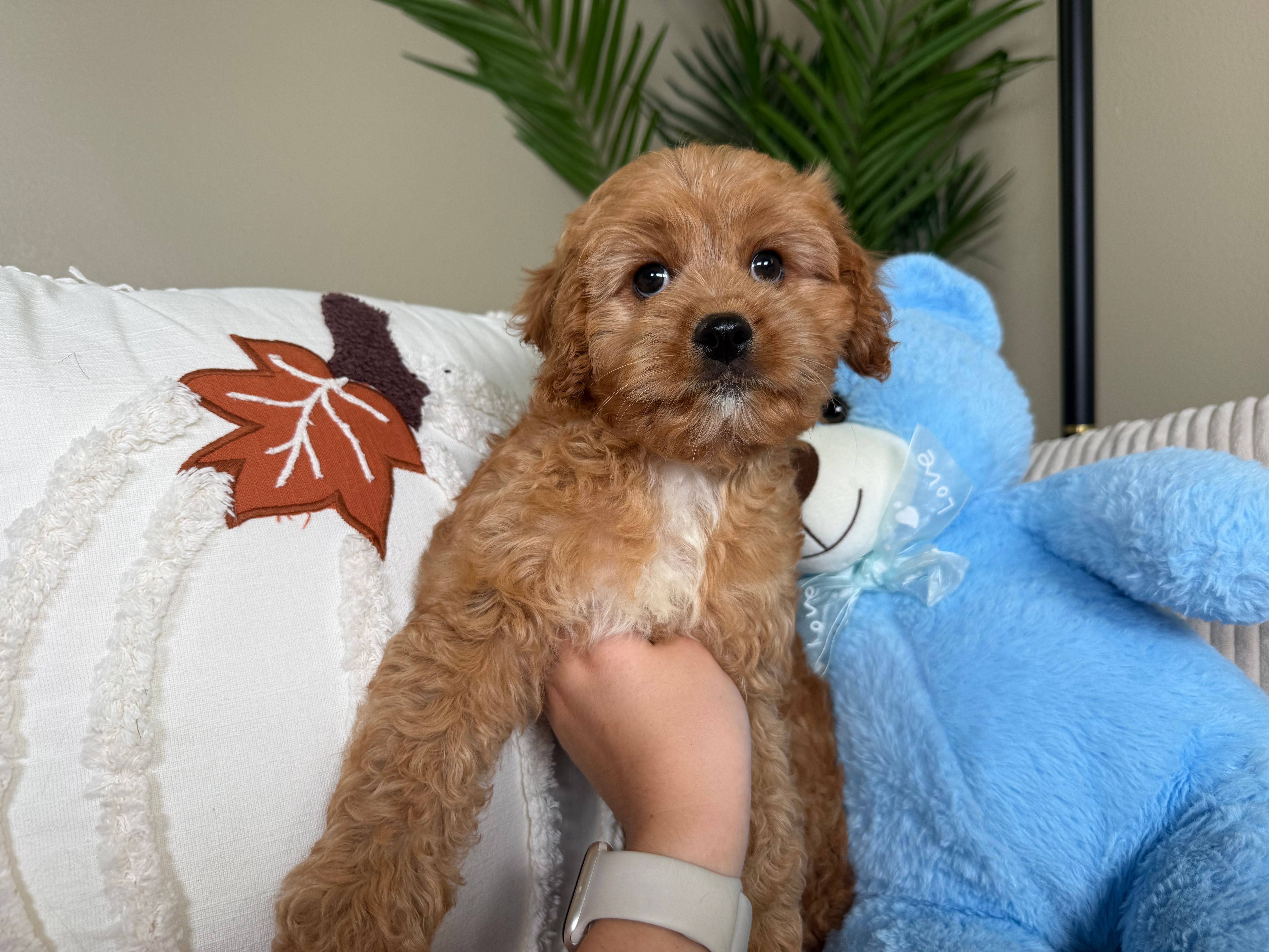 Cute Cavapoo Baby