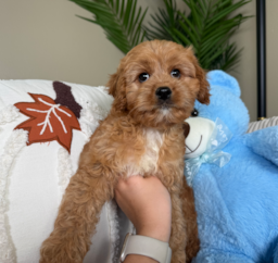 9 week old Cavapoo Puppy For Sale - Lone Star Pups