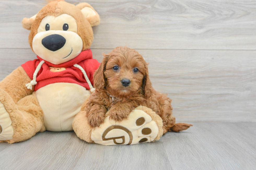 7 week old Cavapoo Puppy For Sale - Lone Star Pups