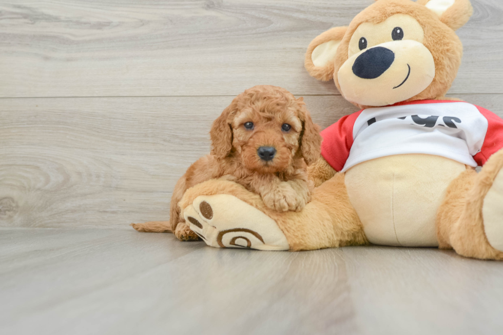 Cavapoo Puppy for Adoption