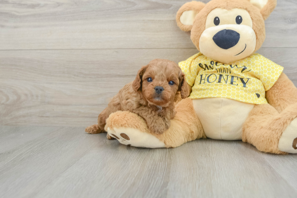 Popular Cavapoo Poodle Mix Pup