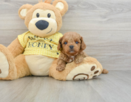 8 week old Cavapoo Puppy For Sale - Lone Star Pups