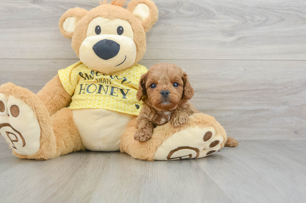 6 week old Cavapoo Puppy For Sale - Lone Star Pups