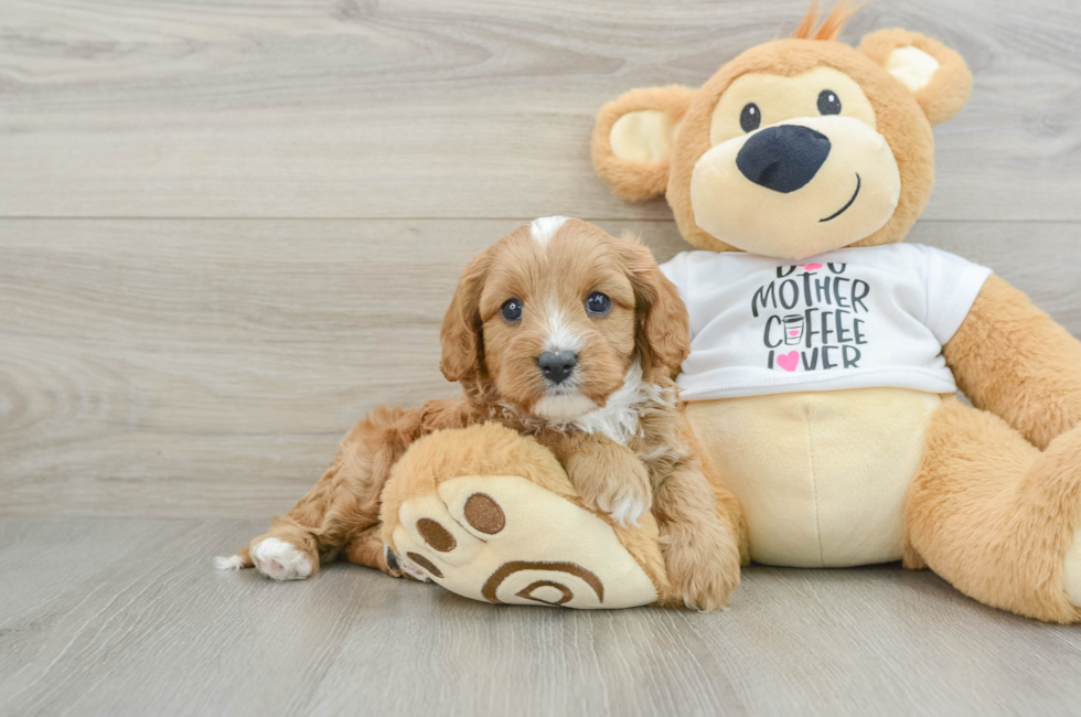 5 week old Cavapoo Puppy For Sale - Lone Star Pups