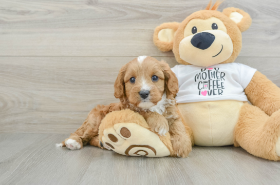 Cavapoo Puppy for Adoption