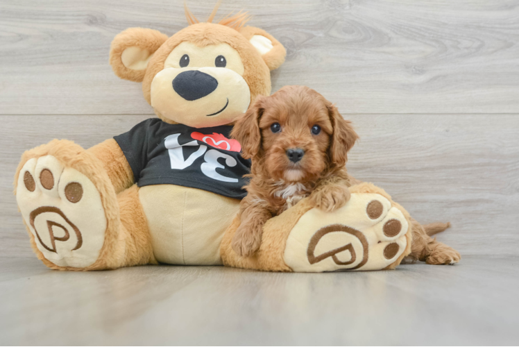 Best Cavapoo Baby