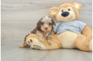Popular Cavapoo Poodle Mix Pup