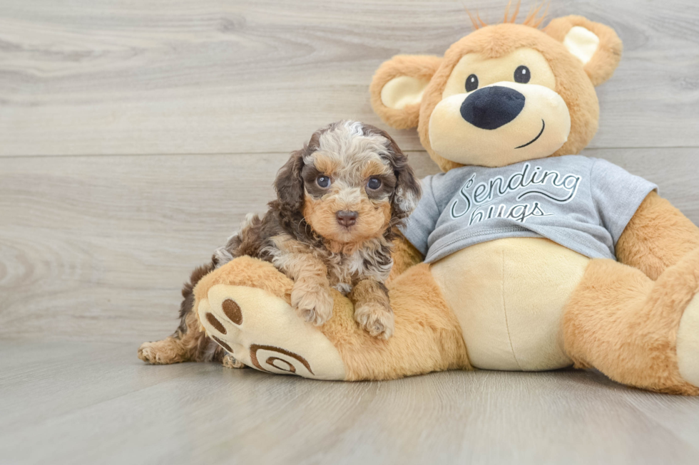 Popular Cavapoo Poodle Mix Pup