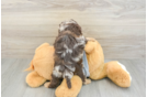 Best Cavapoo Baby