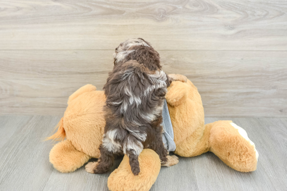 Best Cavapoo Baby