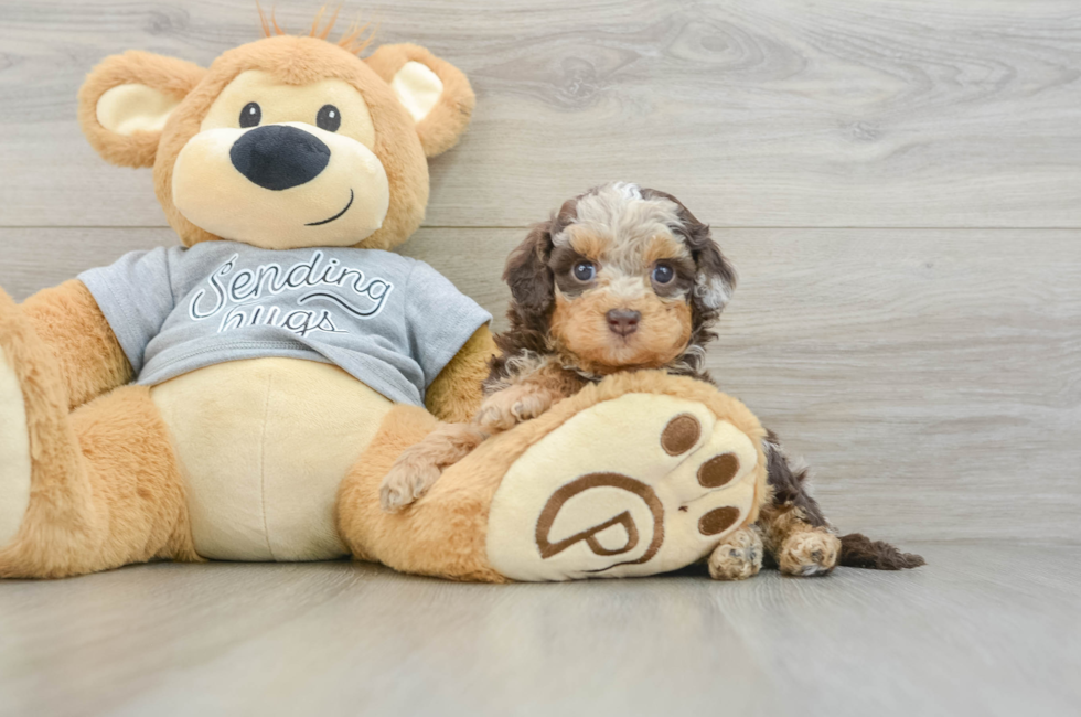 5 week old Cavapoo Puppy For Sale - Lone Star Pups