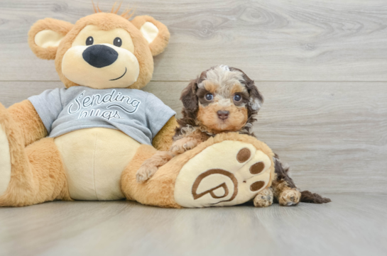 Hypoallergenic Cavadoodle Poodle Mix Puppy