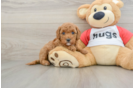 Cavapoo Pup Being Cute
