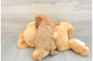 Smart Cavapoo Poodle Mix Pup