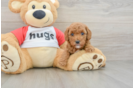 Energetic Cavoodle Poodle Mix Puppy