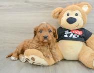 8 week old Cavapoo Puppy For Sale - Lone Star Pups