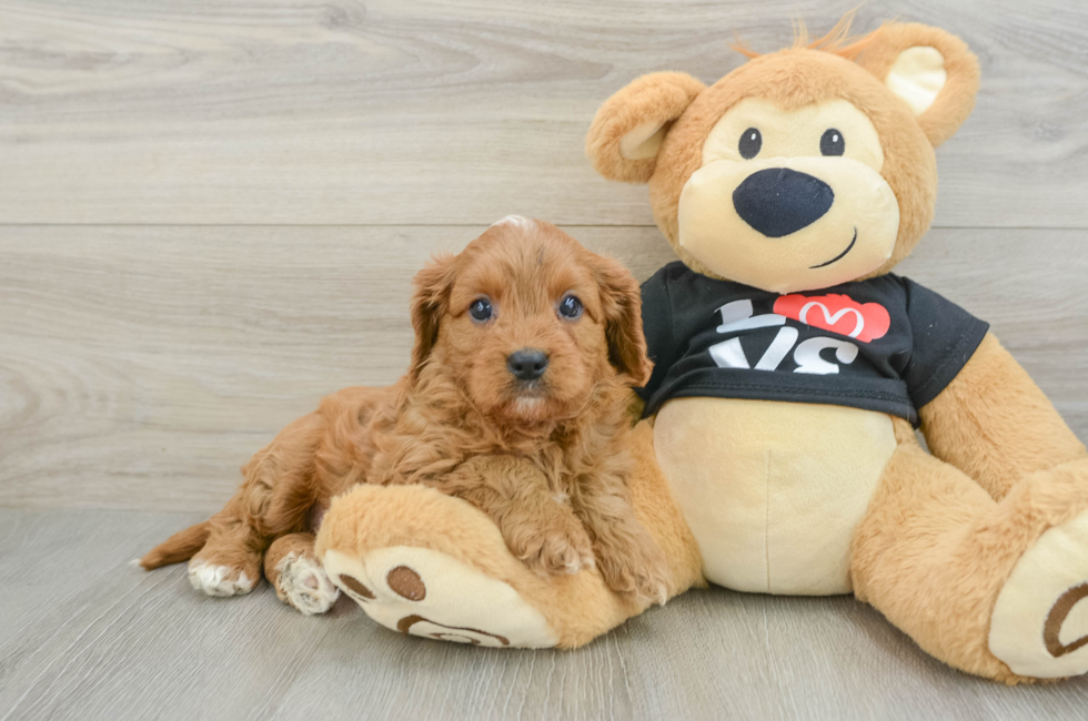 7 week old Cavapoo Puppy For Sale - Lone Star Pups